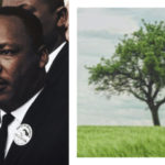 What do Dr. Martin Luther King Jr. and Trees have in common?